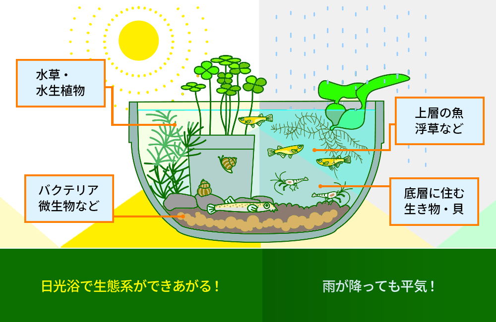 ビオトープのサイクル 生態系