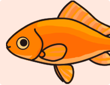 金魚の特徴 素赤