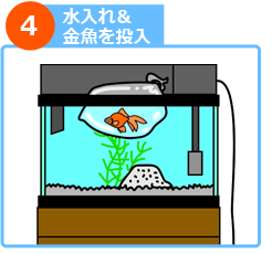 室内金魚水槽 設置ステップ４
