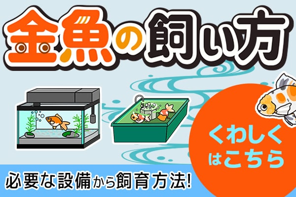 金魚の飼い方